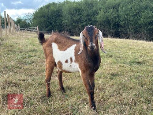 PEDIGREE ANGLO NUBIAN BILLY KID