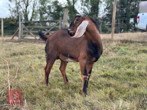 PEDIGREE ANGLO NUBIAN BILLY KID