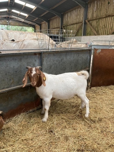 6MO PEDIGREE BOER BUCK KID