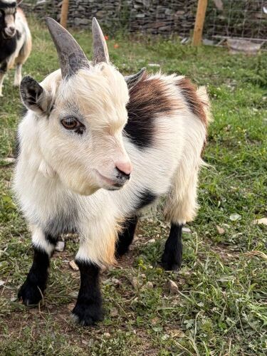 6MO PYGMY BILLY KID