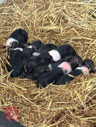 6 X SADDLEBACK WEANERS - BIDS PER LIFE