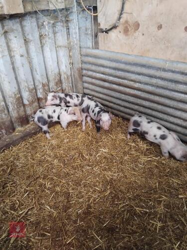 4 WELSH X PIETRAIN GILTS & BARROWS - BIDS PER LIFE