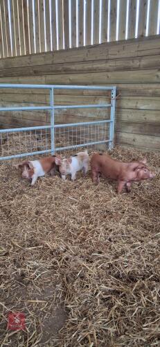 5 X OSB X LARGE WHITE WEANERS - BIDS PER LIFE