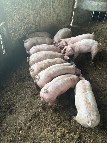 2 X 2MO WELSH X WEANERS - BIDS PER LIFE