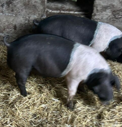 2 X 4MO SADDLEBACK BOARS - BIDS PER LIFE