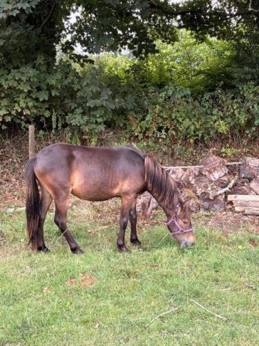 1YO 11HH DARTMOOR HILL PONY FILLY