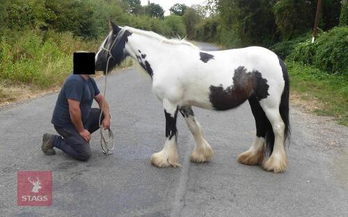 5YO 12.3HH COB MARE