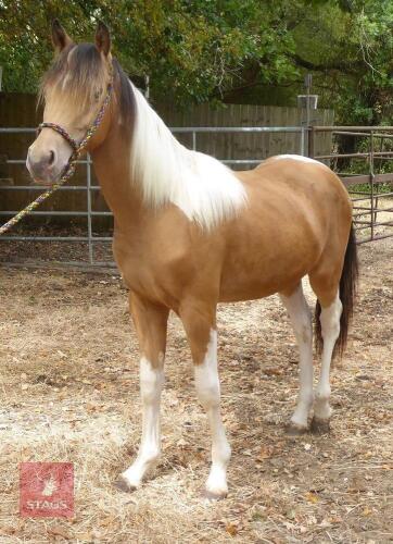 AMERICAN PAINT/NEW FOREST YEARLING COLT