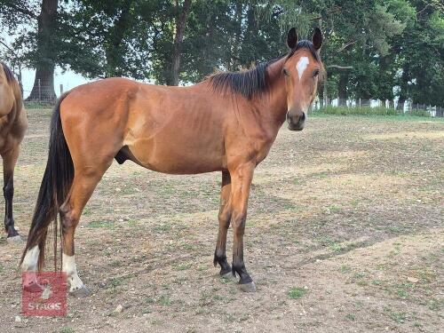 4YO NEW FOREST X TB GELDING