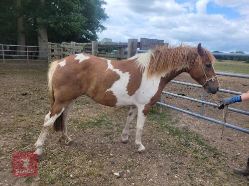 6YO 14.2HH NEW FOREST X TB X COB FILLY