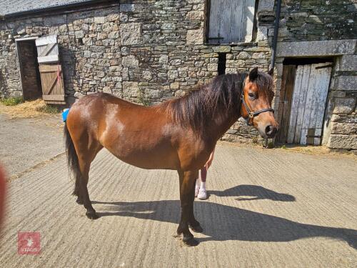4YO 11.2HH PEDIGREE DARTMOOR FILLY