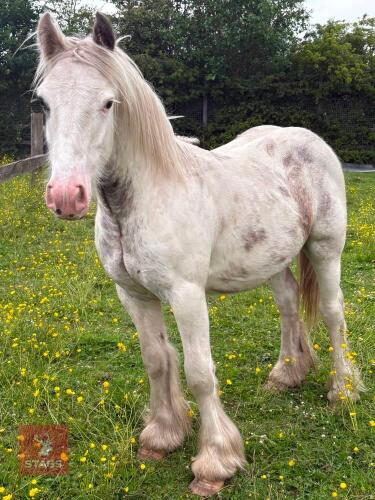 YEARLING COB COLT