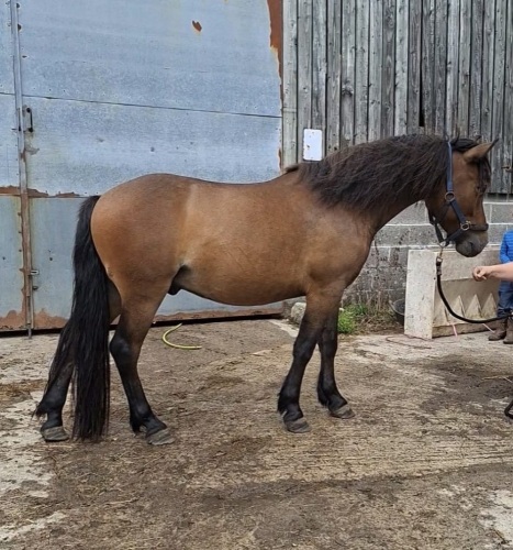 4YO 13.2HH DARTMOOR GELDING