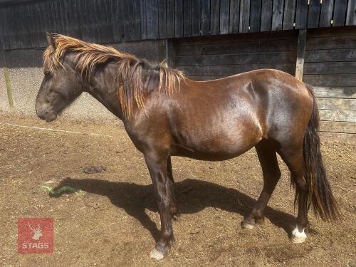 22MO WELSH SECTION D X COLT