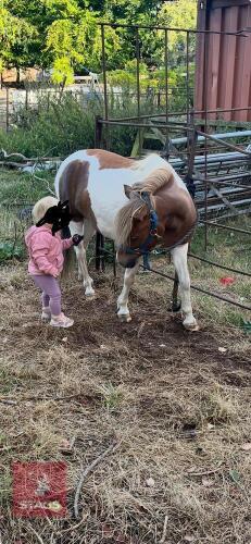 5YO 10.2HH MARE
