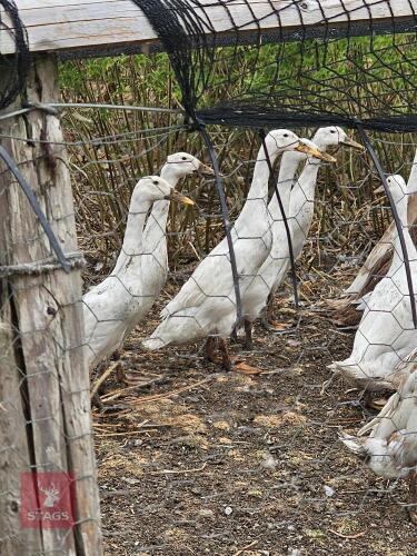 3 WHITE RUNNER DUCKS - BIDS PER LIFE