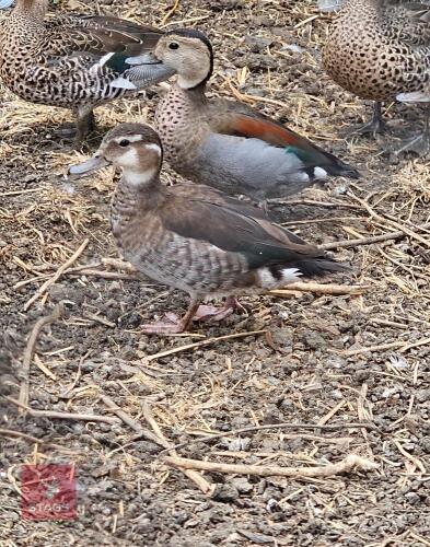 PAIR OF RING TEAL DUCKS - BIDS PER LIFE