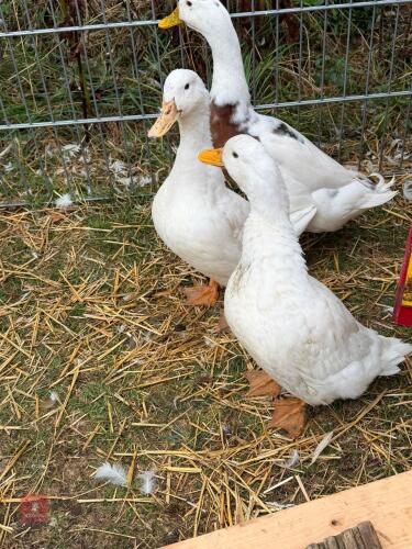 2 CHERRY VALLEY DUCKS - BIDS PER LIFE