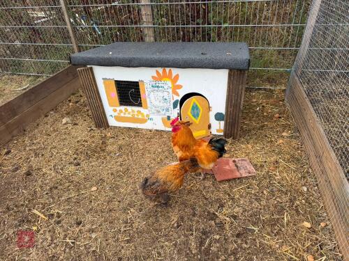 PAIR OF SILKIE X CHICKENS - BIDS PER LIFE