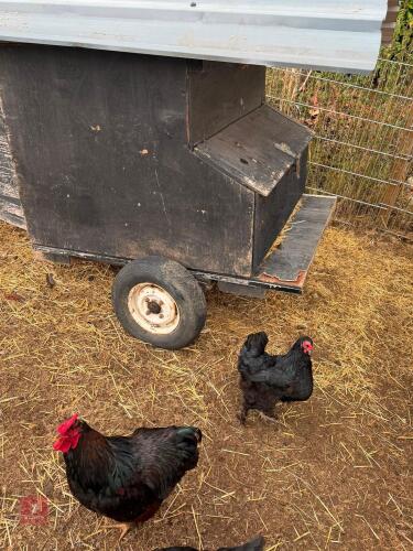 PAIR OF COPPER MARANS - BIDS PER LIFE