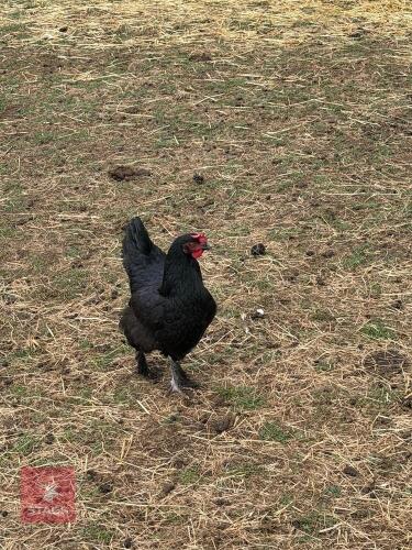 TRIO OF FRENCH COPPER MARANS - BIDS PER LIFE