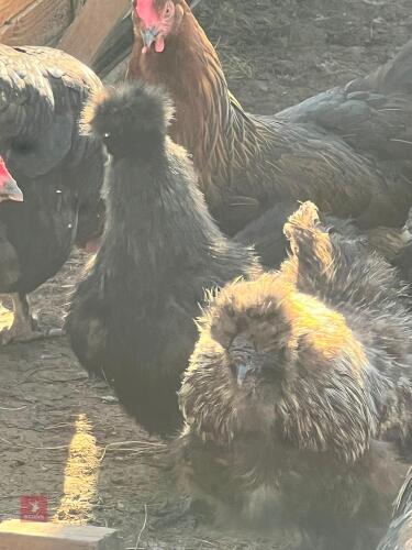 TRIO OF USA SILKIES - BIDS PER LIFE