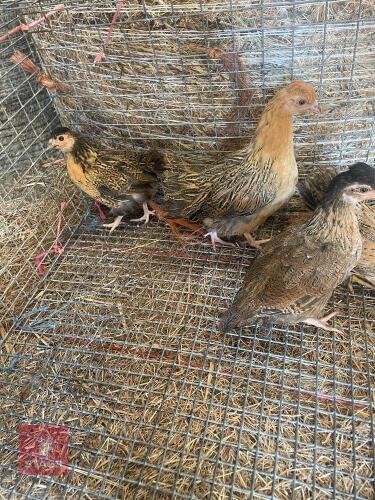 4 GOLDTOP HILLTOP PULLETS - BIDS PER LIFE