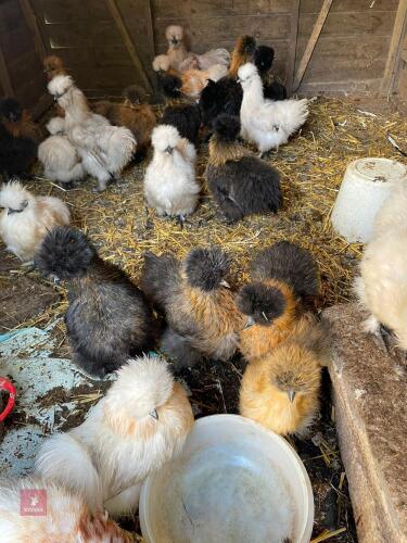 2 WHITE/LEMON SILKIE PULLETS - BIDS PER LIFE