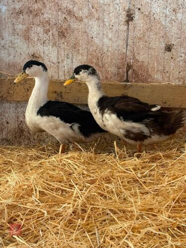 PAIR OF BLACK MAGPIE DUCKS - BIDS PER LIFE