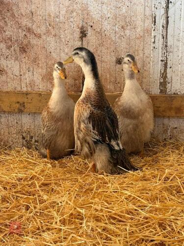 TRIO OF APPLEYARD GERMAN PEKINS - BIDS PER LIFE