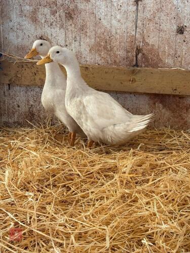 4 CHERRY VALLEY DUCKS - BIDS PER LIFE