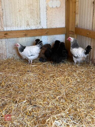 PAIR OF LIGHT SUSSEX CHICKENS - BIDS PER LIFE