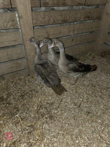 3 MUSCOVY DUCKS - BIDS PER LIFE