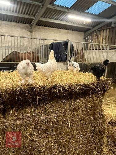 QUARTET OF SILKIE X BANTAMS - BIDS PER LIFE