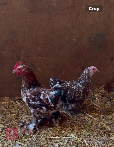 PAIR OF MILLEFLEUR PEKIN BANTAMS - BIDS PER LIFE