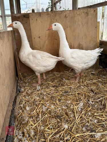2 WHITE EMDEN FEMALE GEESE - BIDS PER LIFE