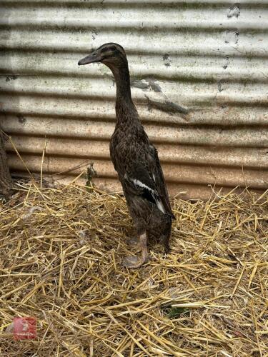 MALLARD INDIAN RUNNER DUCK