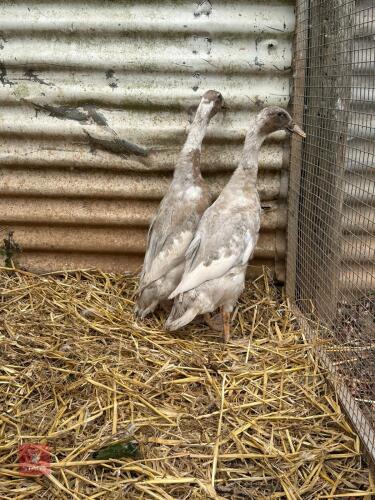 2 INDIAN RUNNER DUCKS - BIDS PER LIFE