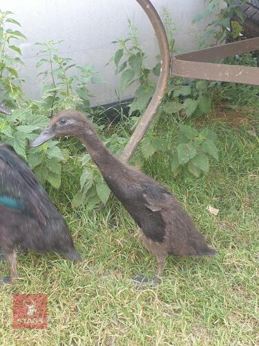 6 UNSEXED BLACK INDIAN RUNER DUCKS - BIDS PER LIFE