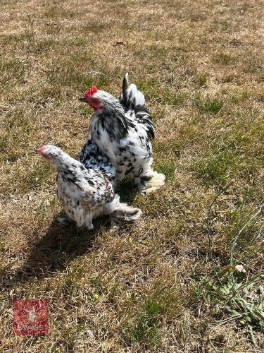 PAIR OF MOTTLED PEKIN BANTAMS - BIDS PER LIFE
