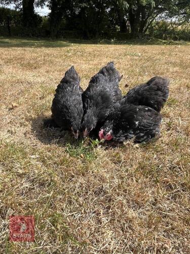 PAIR OF MOTTLED PEKIN BANTAMS - BIDS PER LIFE