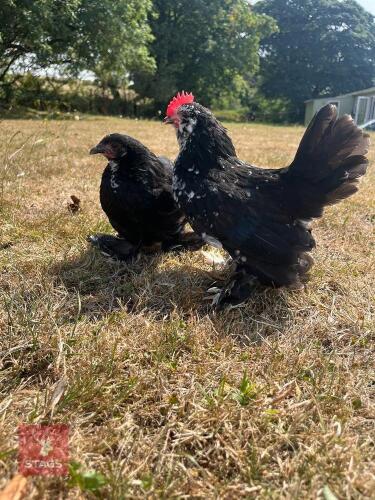 BLACK MOTTLED BABA D'UCCLE HEN