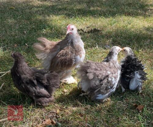 MIXED GROUP OF MOTTLED PEKINS - BIDS PER LIFE