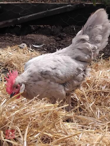 PAIR OF BLUE LEGHORNS - BIDS PER LIFE