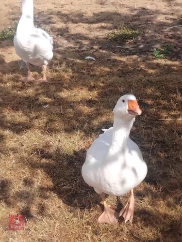 PAIR OF EMDEN GEESE - BIDS PER LIFE