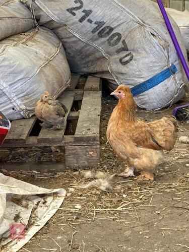 SILKIE X BUFF PEKIN X HEN & CHICK - BIDS FOR THE GROUP