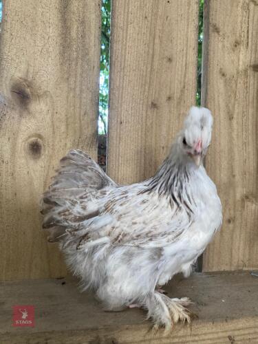 POLISH X PULLET