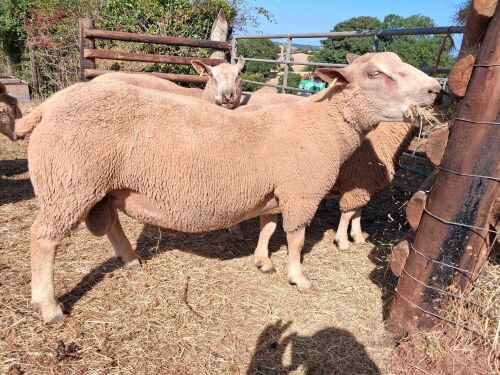 CHAROLAIS SHEARLING RAM