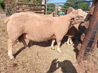 CHAROLAIS SHEARLING RAM - 2