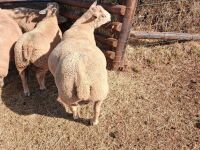 CHAROLAIS SHEARLING RAM - 3